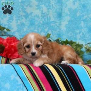 Kimberly, Cavalier King Charles Mix Puppy